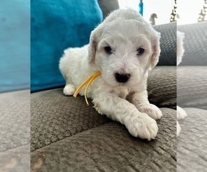 Goldendoodle Puppy for sale in PENSACOLA, FL, USA