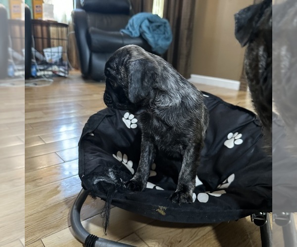 Medium Photo #4 Pug Puppy For Sale in TROY, MO, USA