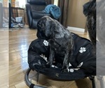 Small Photo #20 Pug Puppy For Sale in TROY, MO, USA