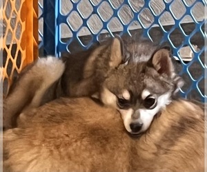 Pomsky Puppy for Sale in GOLDEN VALLEY, Arizona USA