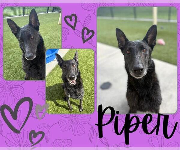 Medium Photo #2 Mutt Puppy For Sale in Pearland, TX, USA