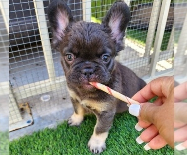 Medium Photo #5 French Bulldog Puppy For Sale in LAS VEGAS, NV, USA