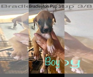 Black Mouth Cur-Siberian Husky Mix Dogs for adoption in Brooksville, FL, USA