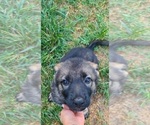 Small Photo #9 German Shepherd Dog Puppy For Sale in SUGAR LAND, TX, USA