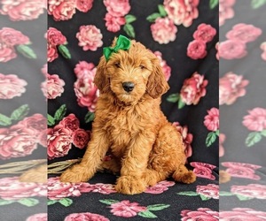 Goldendoodle (Miniature) Puppy for sale in CHRISTIANA, PA, USA