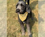 Small Goldendoodle