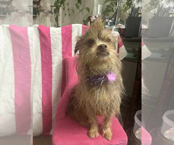 Medium Photo #19 Norfolk Terrier-Unknown Mix Puppy For Sale in Princeton, MN, USA
