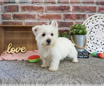 Small #4 West Highland White Terrier