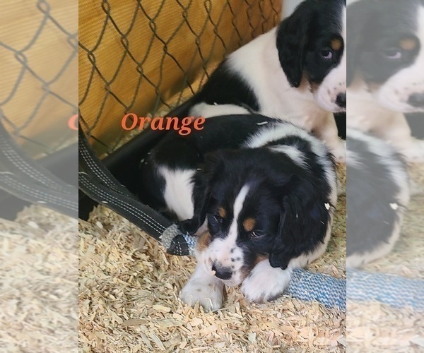 Medium Photo #16 English Springer Spaniel Puppy For Sale in PENDLETON, OR, USA