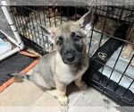 Small Photo #7 Dutch Shepherd Dog-German Shepherd Dog Mix Puppy For Sale in MENIFEE, CA, USA