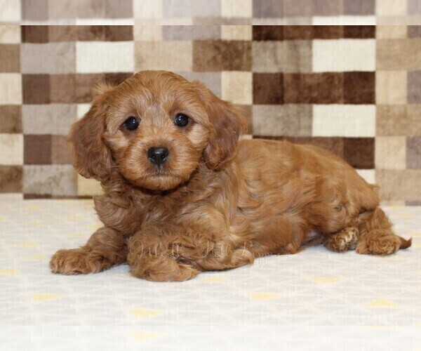 Medium Photo #3 Cavapoo (Miniature) Puppy For Sale in DENVER, PA, USA