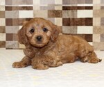 Small #2 Cavapoo (Miniature)