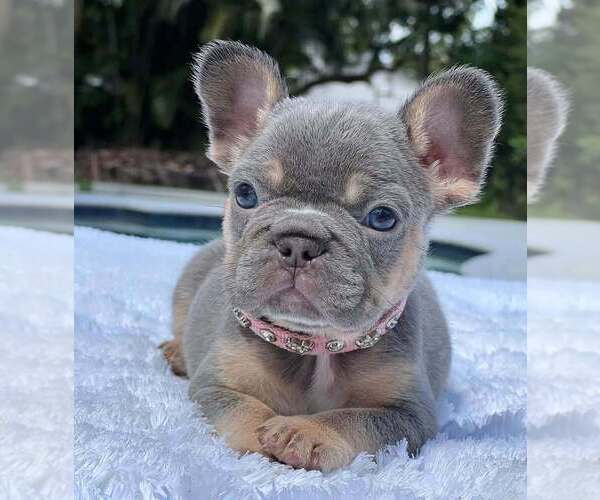 Medium Photo #1 French Bulldog Puppy For Sale in LOS ANGELES, CA, USA