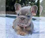Image preview for Ad Listing. Nickname: Rex
