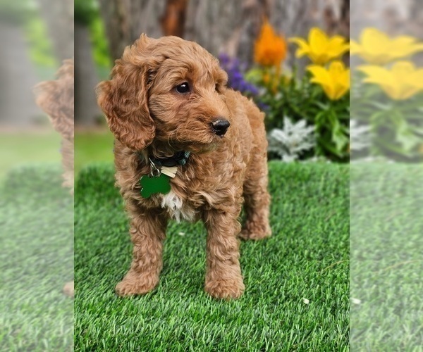 Medium Photo #3 Goldendoodle (Miniature) Puppy For Sale in INDIANAPOLIS, IN, USA