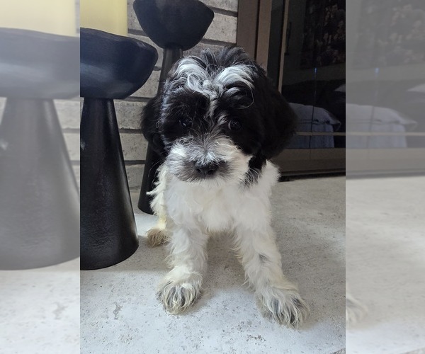 Medium Photo #8 Shih Tzu Puppy For Sale in ELMHURST, IL, USA