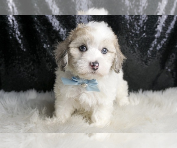 Medium Photo #139 Maltipoo Puppy For Sale in WARSAW, IN, USA