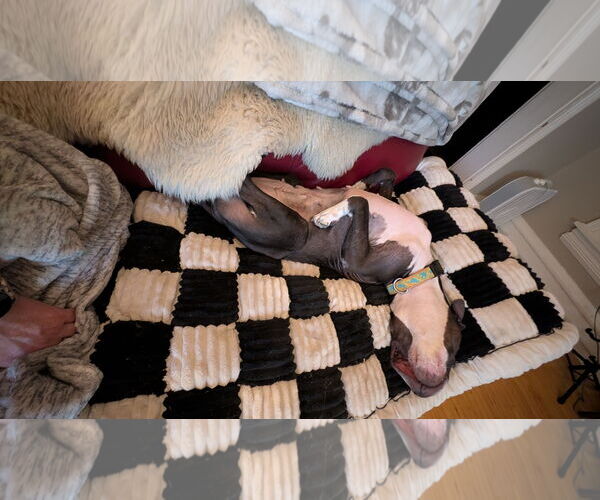 Medium Photo #8 American Pit Bull Terrier-Unknown Mix Puppy For Sale in Princeton, MN, USA