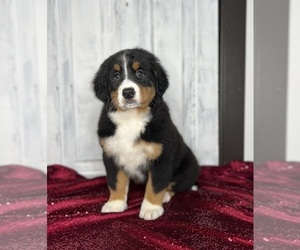 Bernese Mountain Dog Puppy for sale in FREDERICKSBURG, OH, USA