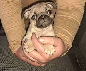 Pug Puppy for sale in WASHINGTON, DC, USA