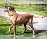 Small #4 Mutt