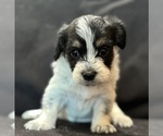 Small #6 Pembroke Welsh Corgi-Poodle (Miniature) Mix