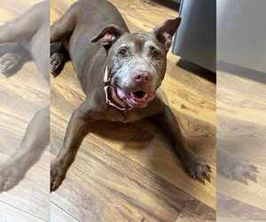 American Pit Bull Terrier-Unknown Mix Dogs for adoption in Catasauqua, PA, USA