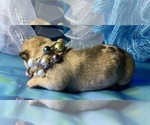 Small Photo #7 Bullhuahua-Chihuahua Mix Puppy For Sale in RAWSONVILLE, MI, USA