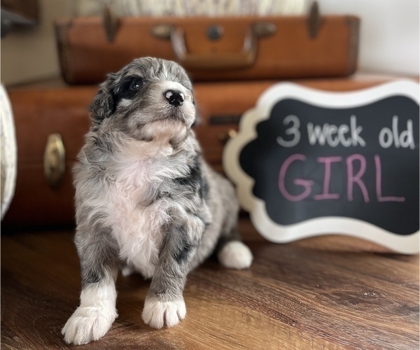 Medium Photo #4 Aussiedoodle Puppy For Sale in FRANKLINTON, LA, USA