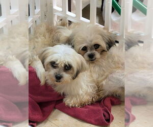 Shih Tzu Dogs for adoption in Caldwell, NJ, USA
