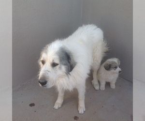 Father of the Great Pyrenees puppies born on 10/19/2021
