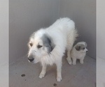 Small Photo #1 Great Pyrenees Puppy For Sale in BELEN, NM, USA