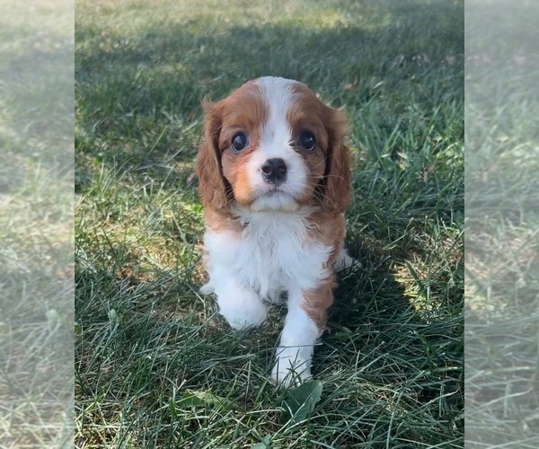 Medium Photo #13 Cavalier King Charles Spaniel Puppy For Sale in PORTAGE, MI, USA