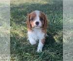 Small Photo #13 Cavalier King Charles Spaniel Puppy For Sale in PORTAGE, MI, USA