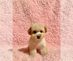 Small #4 Poodle (Toy)
