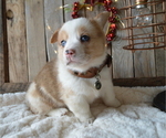 Small Photo #3 Pembroke Welsh Corgi Puppy For Sale in HONEY BROOK, PA, USA