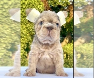 French Bulldog Puppy for sale in DALLAS, TX, USA