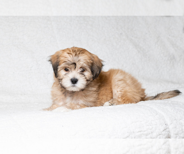 Medium Photo #5 Zuchon Puppy For Sale in WHEELING, IL, USA