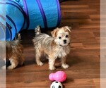 Small Photo #1 Morkie Puppy For Sale in ROCK VALLEY, IA, USA
