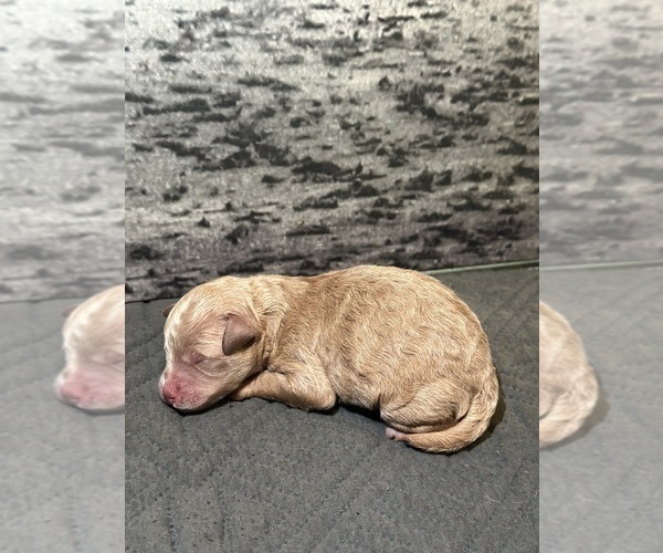 Medium Photo #5 Poodle (Toy) Puppy For Sale in BRONX, NY, USA