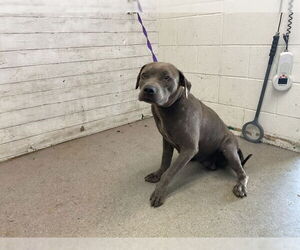 American Pit Bull Terrier-Unknown Mix Dogs for adoption in San Bernardino, CA, USA