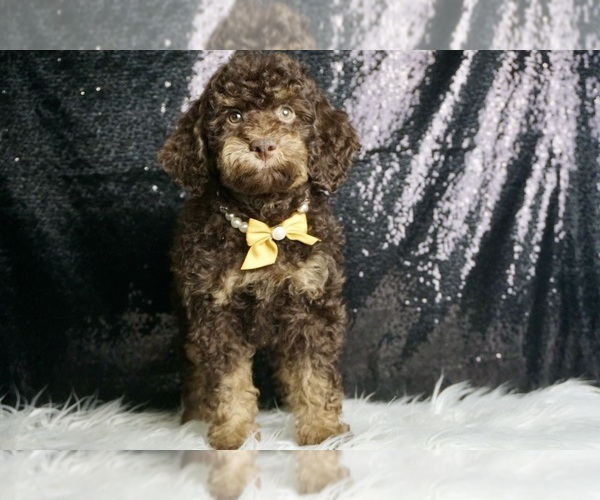 Medium Photo #3 Goldendoodle (Miniature) Puppy For Sale in WARSAW, IN, USA