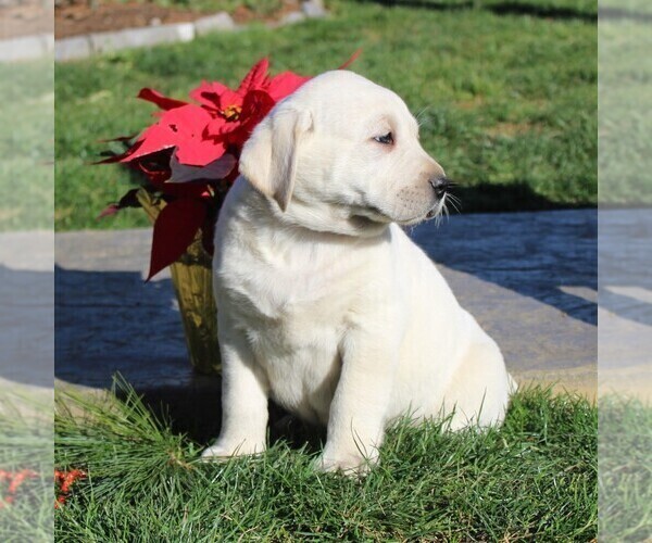 Medium Photo #3 Labrador Retriever Puppy For Sale in LEOLA, PA, USA