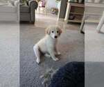 Small Photo #2 Golden Pyrenees Puppy For Sale in Aurora, IN, USA