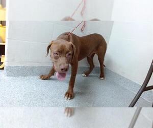 Labrador Retriever-Unknown Mix Dogs for adoption in Pasadena, TX, USA