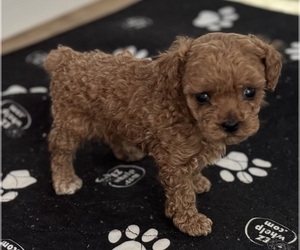 Poodle (Toy) Puppy for Sale in FOUNTAIN VALLEY, California USA