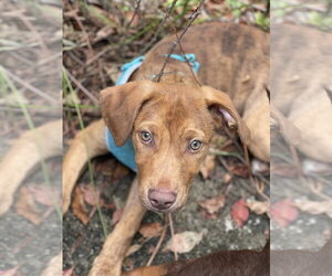 Gus - Male Mutt Dog for Adoption - Photo #5