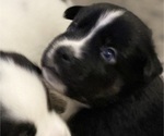 Small Photo #2 American Pit Bull Terrier-Siberian Husky Mix Puppy For Sale in IRONDEQUOIT, NY, USA