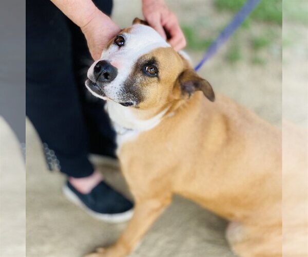Medium Photo #5 Mutt Puppy For Sale in Fairfax, VA, USA