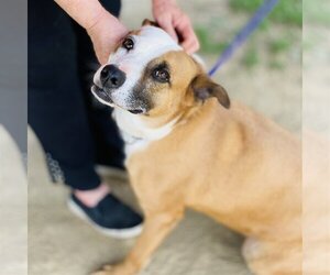 Gemma *Adopt or Foster* - Female Mutt Dog for Adoption - Photo #5